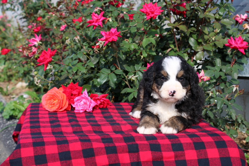 puppy, for, sale, Bernedoodle, Matthew B. Stoltzfus, dog, breeder, Gap, PA, dog-breeder, puppy-for-sale, forsale, nearby, find, puppyfind, locator, puppylocator, aca